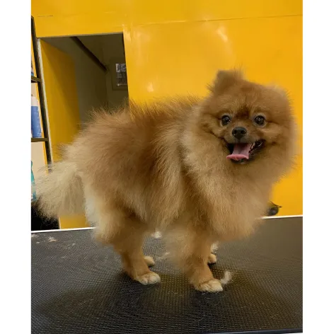 Pomeranian before grooming